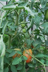 krzak pomidora w szlkarni