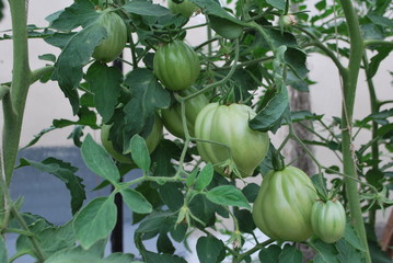 krzak pomidora w szlkarni