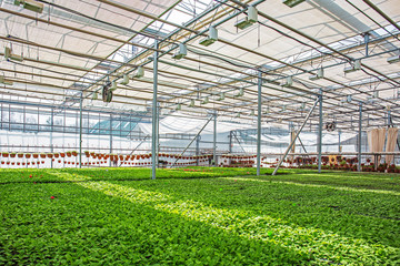 Fototapeta na wymiar Modern hydroponic greenhouse or glasshouse interior inside, industrial agriculture