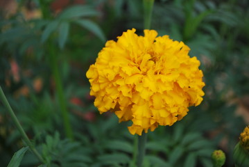 Aksamitka, Tagetes