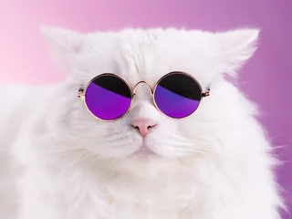 Fototapeten Schließen Sie das Porträt der weißen pelzigen Katze in der Modesonnenbrille. Studiofoto. Luxuriöses Hauskätzchen in Gläsern posiert auf rosafarbener Hintergrundwand © kohanova1991