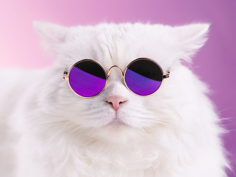 1,445 BEST Funny Animal Meme IMAGES, STOCK PHOTOS & VECTORS | Adobe Stock