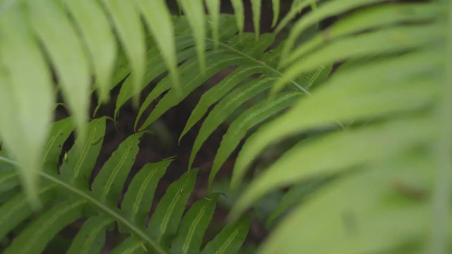 fern in a magical enchanted tropica forest