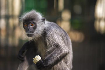 Monkey in the zoo outside the cage