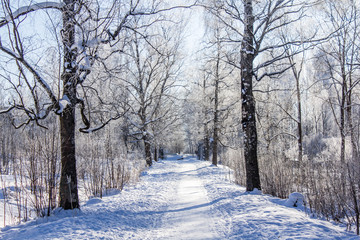 Obraz premium Winter landscape in clear weather. Morning bright sun. Snow plays shine. Frosty Snow Park