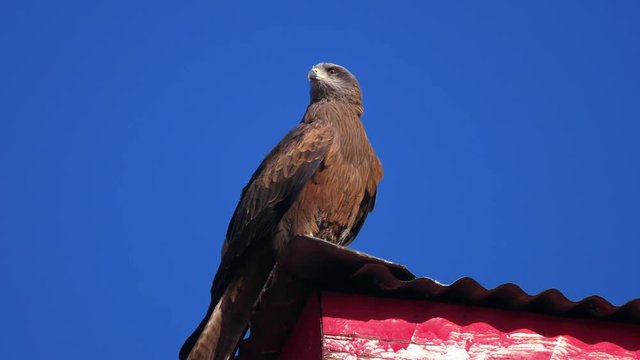 close-up shot of eagle