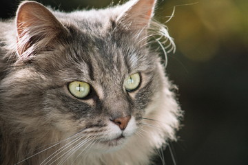 Close up view of a domestic pet cat wtih copy space