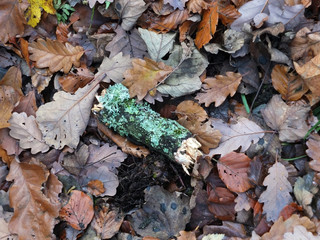 dead brown autumn leaves wet with raindrops and a moss covered green twig on a forest floor
