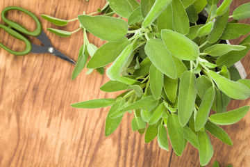 Fresh aromatic sage on old wooden background