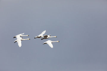 空を飛ぶ白鳥の群れ