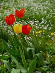 Tulipes du jardin