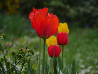 Tulipes du jardin