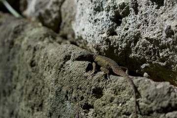 gekko