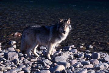 Male Gray Wolf Alongside the Flathead River in Montana