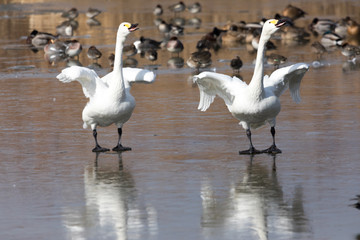 氷の上を歩く白鳥