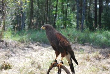 Myszołowiec towarzyski , Parabuteo unicinctus © Olga Korowacka