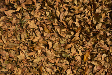 hojas secas de arbol en otoño