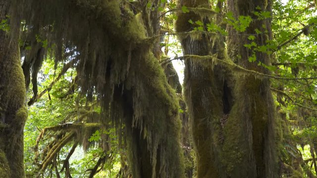 tilt up view of a moss covered bigleaf maple tree trunk and canopy at the hoh rainforest in the olympic national park of the us pacific northwest