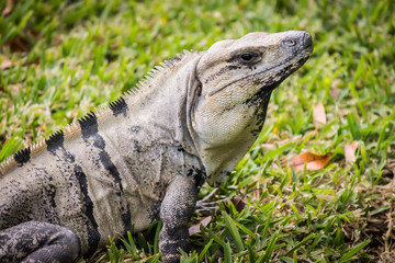 Fototapeta premium Iguana