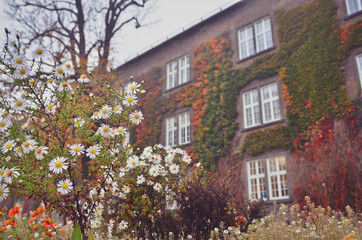 The walls of the old castle are covered with colorful ivy creeper plants in autumn