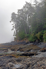 Fog and Mist at Low Tide