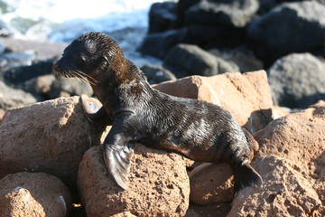 Baby seal on the rocks of North Seymour, Galapagos Islands