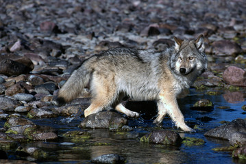 Male Gray Wolf Alongside the Flathead River in Montana