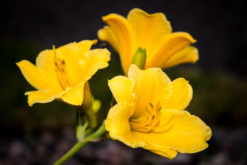 Obraz na płótnie Canvas Yellow Lilies