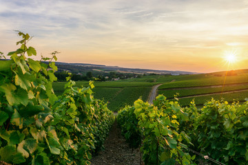 Row vine grape in champagne vineyards at montagne de reims countryside village background, France - obrazy, fototapety, plakaty