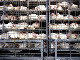 Adult live chicken in cages