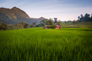 Fototapeta premium Dawn in the Rice Fields of Bali, Indonesia. The village of Sidemen can be said to have the most beautiful and dramatic rice terraces in all of Indonesia. Peaceful and idyllic barely describes the land