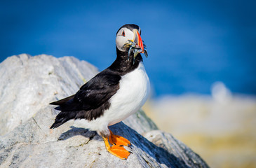 Puffins