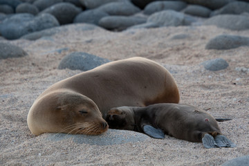 Mother and Baby Sea Lion sleeping on the beach of North Seymour Island, Galapagos Islands