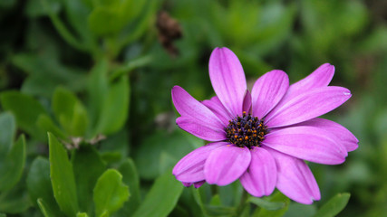 Single Pink Flower