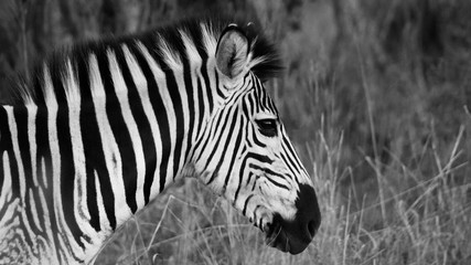 Fototapeta na wymiar Lone Zebra