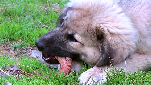 Dog eats bones. Small mountain dog bites horn of a ram.