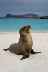 Obraz premium Seal on the beach of Espanola Island, Galapagos Islands