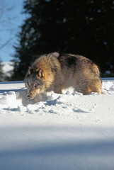 Wary Gray Wolf (canis lupus) in the Snow