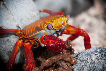 Orange Sally Lightfoot crab on the coastline of Floreana, Galapagos Islands