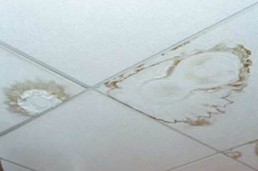 plasterboard ceiling mold damage