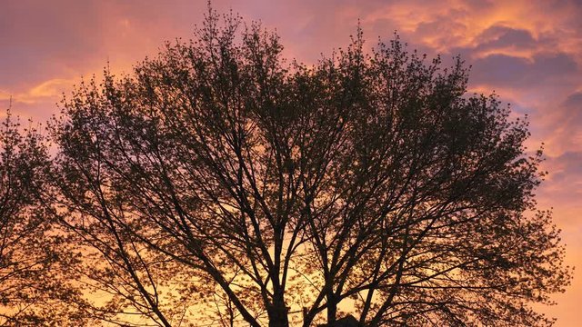 Silhouette of spring tree with beautiful sunset sky. East York, Toronto.