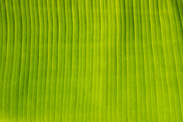 detail for banana leaf background