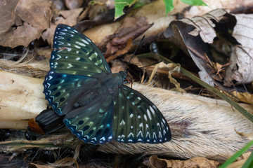 シカの死骸に集まる昆虫
