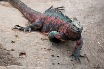 Colorful Marine Iguana on Espanola Island, Galapagos Islands