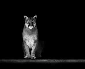Foto op Aluminium Portret van mooie Puma, Puma in het donker. Amerikaanse poema © Baranov