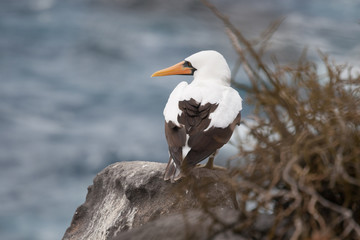 Black-Footed Booby Bird on Espanola Island, Galapagos Islands