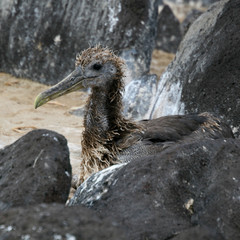 Baby Albatross on Espanola Island, Galapagos Islands