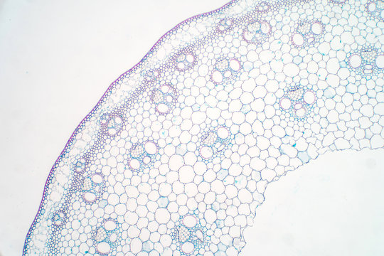 Cross sections of plant stem under microscope view.