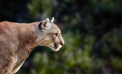 Portrait of Beautiful Puma. Cougar, mountain lion, puma, panther, striking pose, scene in the...