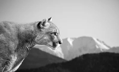 Fototapeten Porträt des schönen Puma. Puma, Berglöwe, Puma, Panther, markante Pose, Szene in den Bergen, Wildtiere Amerika © Baranov
